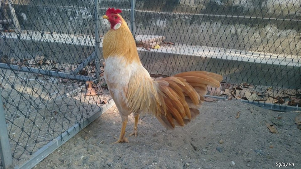 Nhận định – Soi kèo: Cameroon vs Algeria (00h00 ngày 26/3, Vòng loại World Cup 2022)