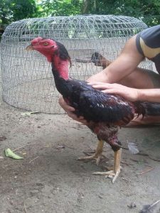 Gà Thay Lông Bao Lâu? Mẹo Chăm Sóc Gà Đá Đang Thay Lông