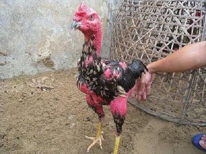 Gà Thay Lông Bao Lâu? Mẹo Chăm Sóc Gà Đá Đang Thay Lông