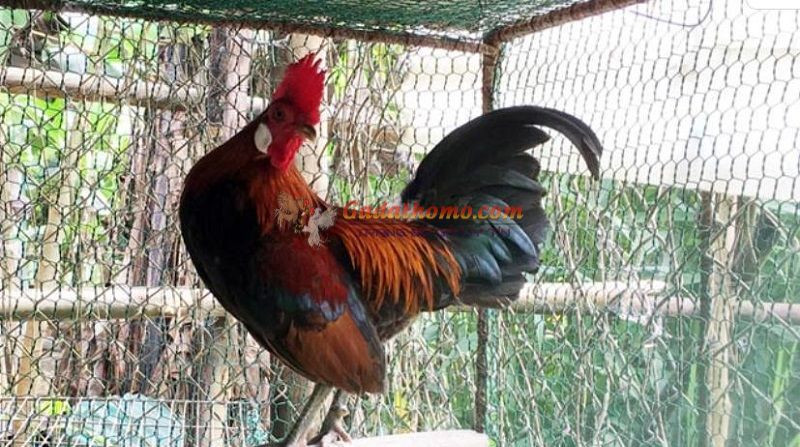 Kinh nghiệm nuôi gà rừng đá cực hay cho anh em