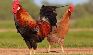 Kỹ Thuật Đổ Gà Xuất Sắc, Công Thức Lai Tạo Chuẩn 100%, Gà Lai Nhiều Tính Trạng Hay