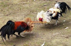 Luật đá gà miền Tây mà ai tham gia cũng buộc phải tuân thủ