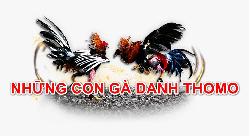 Những Con Gà Danh Thomo Vang Danh Thiên Hạ