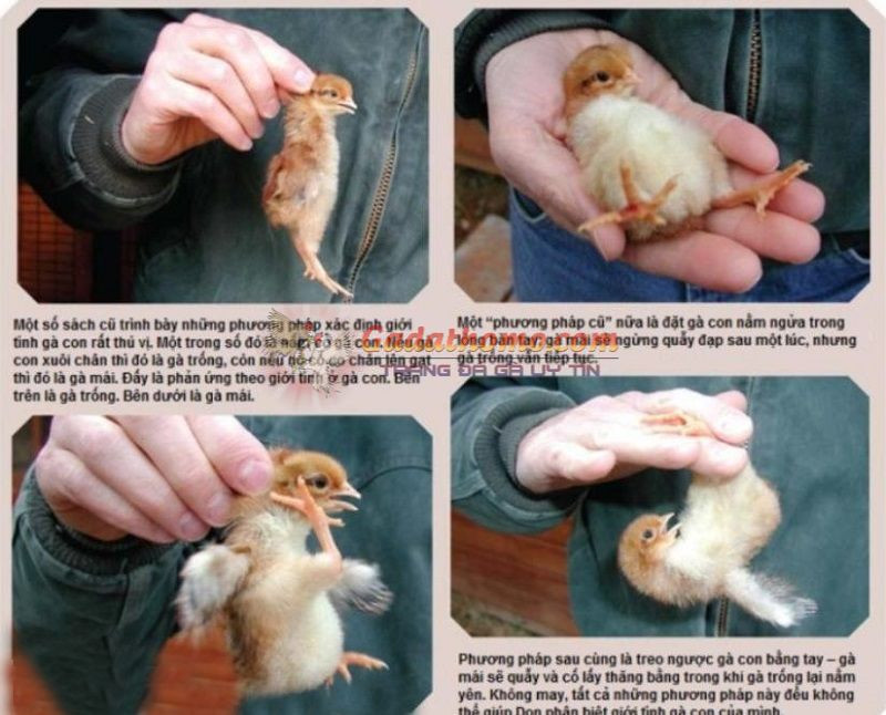 Nhận định Barcelona vs Lanus lúc 7h30 ngày 5/5/2022