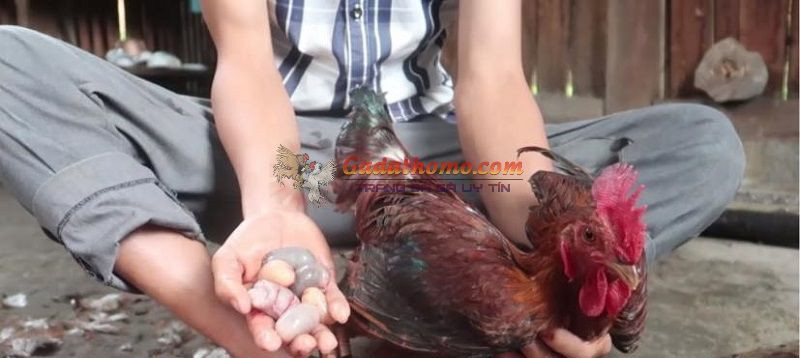 Thiến gà đá đúng cách theo kinh nghiệm của các kê thủ