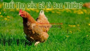 Tuổi thọ của gà – Gà sống được bao nhiêu năm?