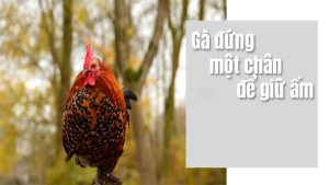 Tại sao gà đứng một chân? Bất ngờ lời giải đáp