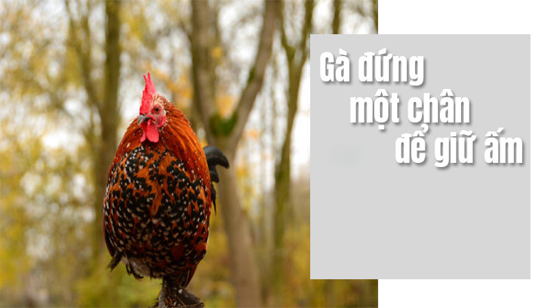Tại sao gà đứng một chân? Bất ngờ với lời giải đáp