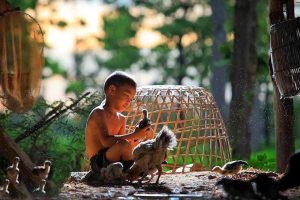 Chữa gà đá nhát người cực kỳ đơn giản chỉ với 4 phương pháp