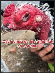 Những loại bệnh khiến gà bị mù mắt là gì? Cách chữa bệnh
