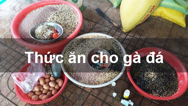 Bí kíp chọn các loại mồi cho gà đá trở nên sung mãn, lực bền