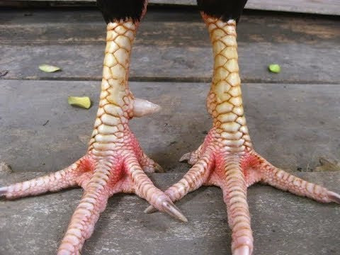 Top 8 loại vảy gà chọi độc và hiếm có của các thần kê