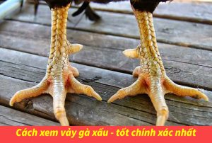 Vảy gà ngũ quỷ có đặc điểm gì? Đây có phải là chiến kê