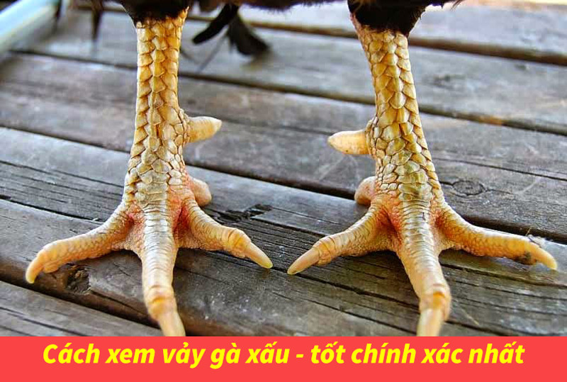 Vảy gà ngũ quỷ có đặc điểm gì? Đây có phải là chiến kê đá hay?