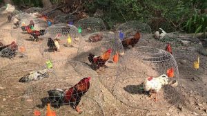 Bán gà nòi đòn 4kg – Nếu không thực sự tốt thì đừng mua