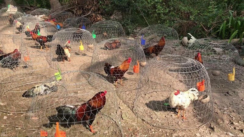 Tìm hiểu đặc tính sinh học của gà