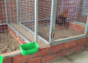 Cách chăm sóc gà bị bệnh thế nào cho đúng?