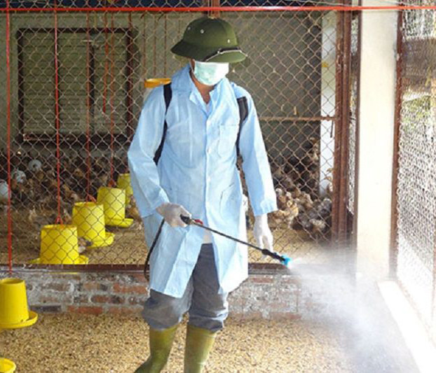 Cách chăm sóc gà bị bệnh thế nào cho đúng?