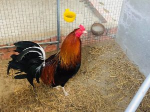 Cách nuôi gà đá của người Mỹ – Tăng bo, tải cựa cực tốt