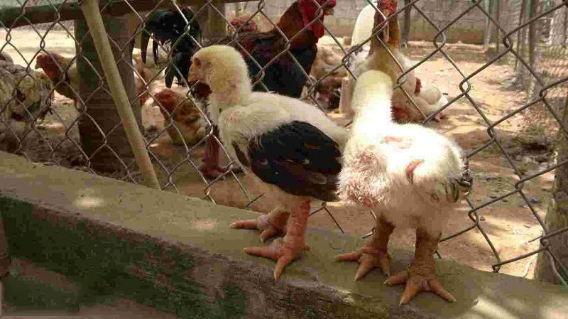 Nhận định Nacional vs Bragantino lúc 5h15 ngày 25/5/2022