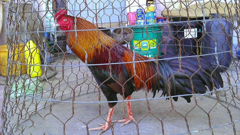 Cho gà đá uống mật ong có tốt không?