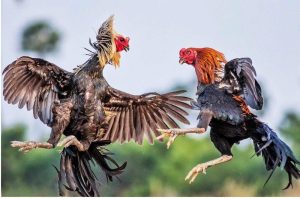 Tìm hiểu đặc tính sinh học của gà