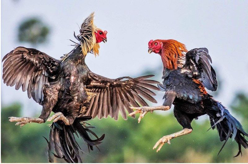 Nhận định Kashima Antlers vs Sagan Tosu lúc 17h00 ngày 25/5/2022