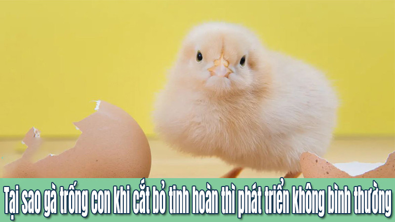 Tại sao gà trống con sau khi cắt bỏ tinh hoàn thì phát triển không bình thường?