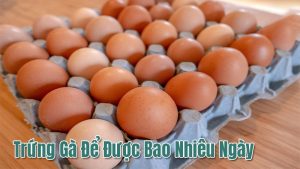Trứng gà để được bao nhiêu ngày thì không dùng được?