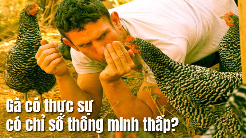 Chỉ số IQ của gà là bao nhiêu? Chi tiết IQ gà tây, gà ta