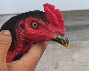 Gà bị thối tai là bệnh gì? Nguyên nhân và cách chữa trị