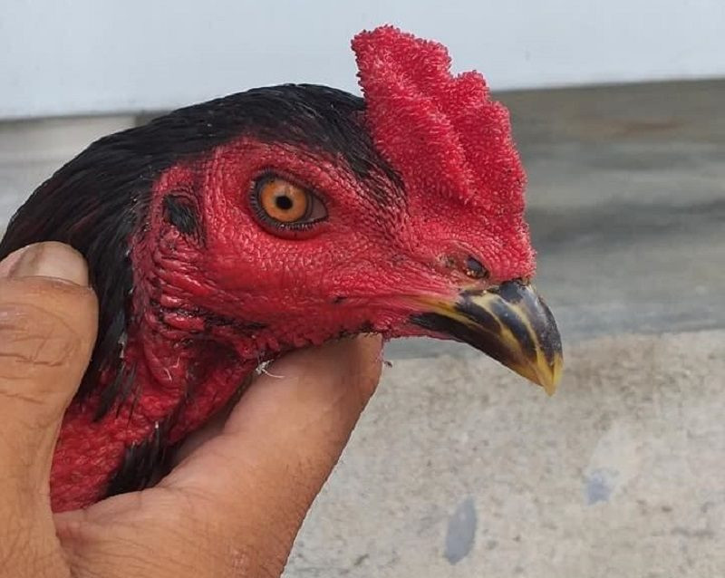 Gà bị thối tai là bệnh gì? Nguyên nhân và cách chữa trị