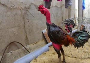 Đặc điểm Ngoại Hình Gà Chọi