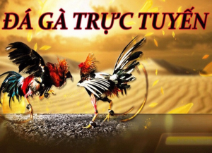 Sai Lầm Khi Cá Cược đá Gà